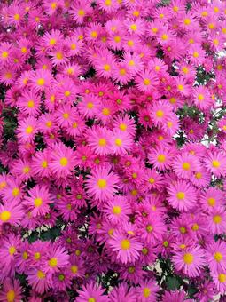 ピンクの鮮やかなスプレーマム ピンクの鮮やかなスプレーマム 菊,花,スプレーマムの写真素材