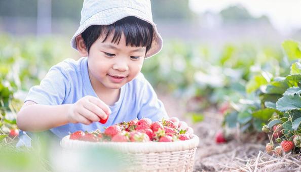 いちご狩り 苺畑でイチゴを摘む男の子  いちご狩り 苺畑でイチゴを摘む男の子 の写真