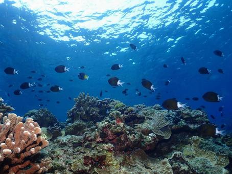 沖縄の海と魚 沖縄の海と魚の写真