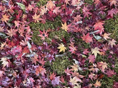 秋の風景 落ち葉,落葉,枯れ葉の写真素材