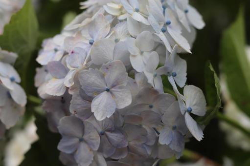 Photo, hydrangea, june, rainy season, 