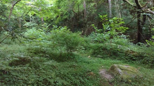 森の中の登山道②の写真