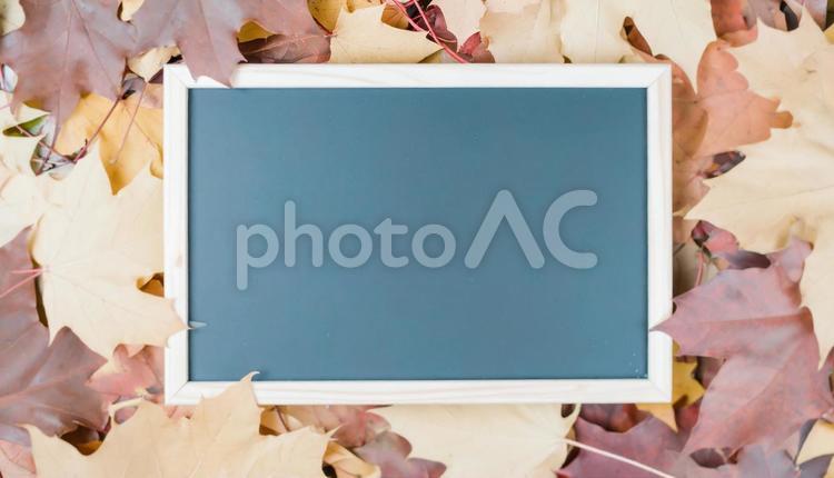 落ち葉に包まれた黒板　メッセージボード 落ち葉,紅葉,黒板の写真素材