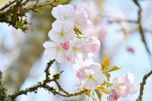 淡い紅色の桜 御車返し 淡い紅色の桜 御車返し 桜,御車返し,花の写真素材