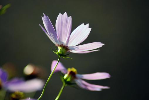 コスモス後ろ姿の写真