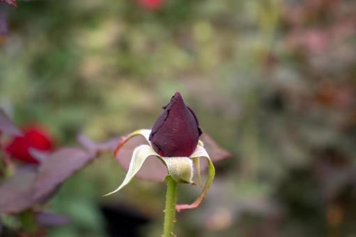 薔薇 黒真珠のつぼみ 薔薇,バラ,黒真珠の写真素材