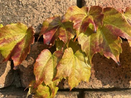 紅葉した蔦の葉01 紅葉した蔦の葉01 秋,ツタ,自然の写真素材
