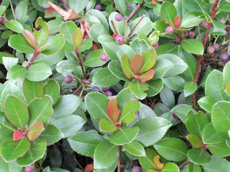 葉 葉,葉っぱ,緑の写真素材