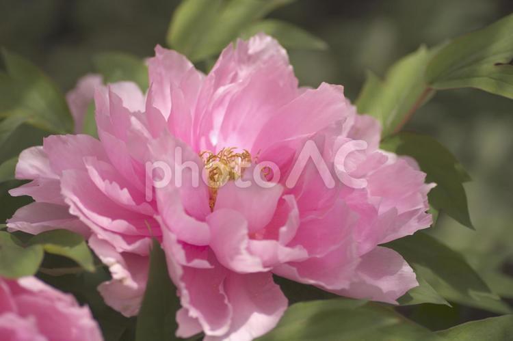 きれいな牡丹 牡丹,花,植物の写真素材
