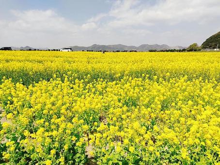 菜の花畑 菜の花,花畑,黄色の写真素材