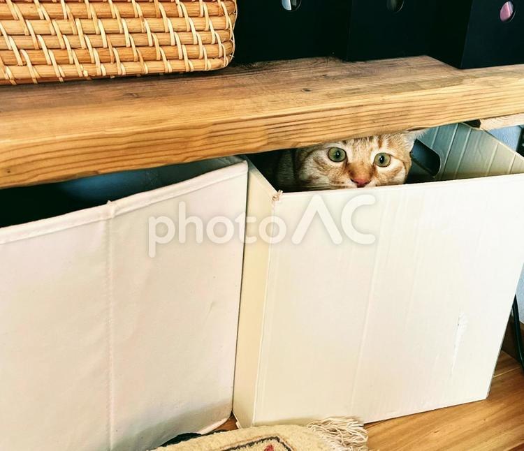 箱の中に隠れる猫 ネコ,茶トラ,紙箱の写真素材