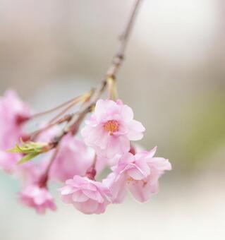 さくらピンク さくらピンクの写真
