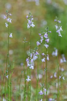Photo, matsu bouncer run, pine leaves alpine, spring flower, 