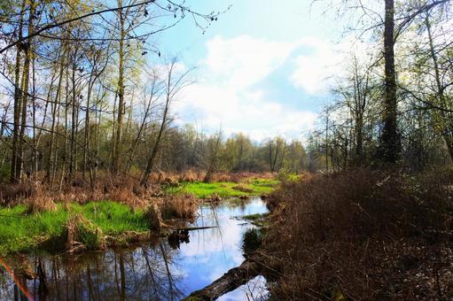 Photo, natural, lake, a waterside, 