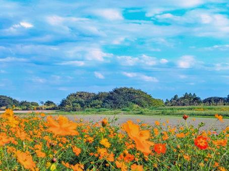 キバナコスモスと青空 キバナコスモスと青空 キバナコスモス,秋,秋の花の写真素材