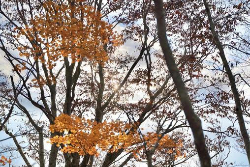 Photo, autumn leaves, autumn, maple, 
