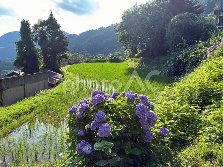 猪篠の棚田 棚田,神河町,猪篠の写真素材