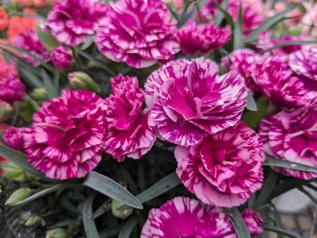 Photo, carnation, flower, flour, 