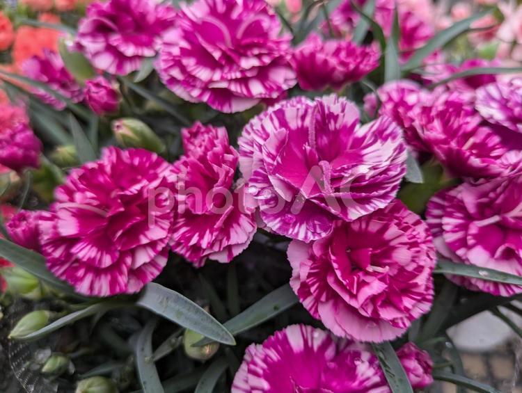 母の日にカーネーションの花を… カーネーション,花,はなの写真素材
