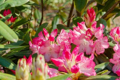 鮮やかに咲く石楠花の花 鮮やかに咲く石楠花の花 石楠花,花,花びらの写真素材