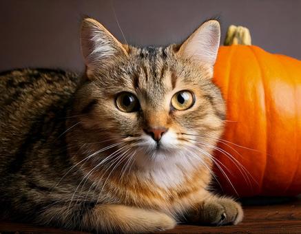猫とかぼちゃ 猫とかぼちゃの写真