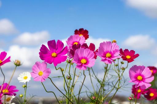コスモスの花 コスモスの花 コスモス,コスモス畑,花の写真素材