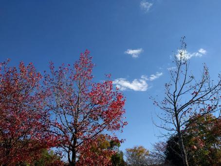 Walking, JPG