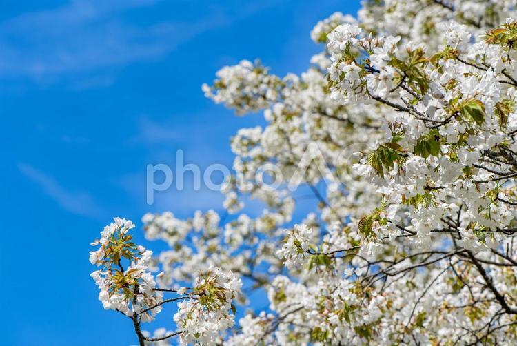 清々しい青空と満開の桜 桜,満開,開花の写真素材