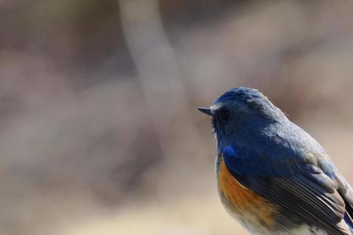 Blue-and-white flycatcher on Mount Nyukasa, JPG Blue-and-white flycatcher on Mount Nyukasa, JPG