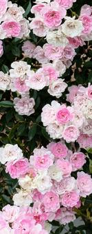 バラ 薔薇 バラ 薔薇の写真