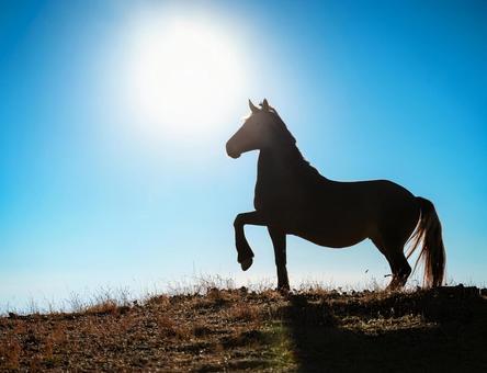 丘を翔ける馬 丘を翔ける馬の写真
