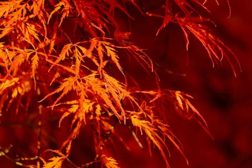 真紅のイトモミジ  糸紅葉,イトモミジ,糸もみじの写真素材