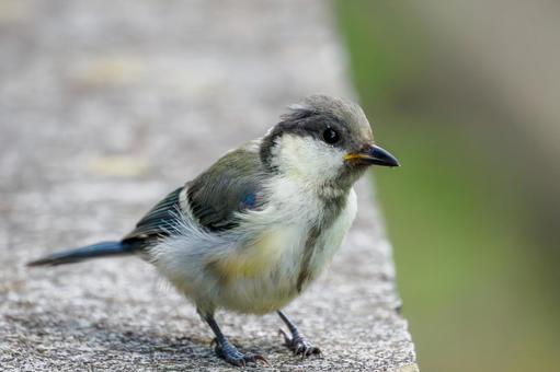 シジュウカラの若鳥⑼ シジュウカラの若鳥⑼の写真