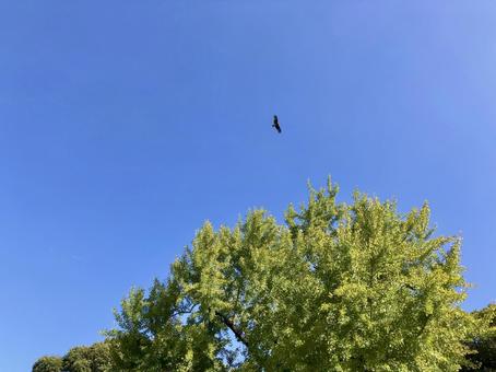 A black kite soaring majestically through the sky, JPG A black kite soaring majestically through the sky, JPG