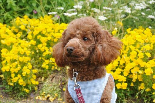 お花に囲まれたトイプードル トイプードル,犬,ペットの写真素材