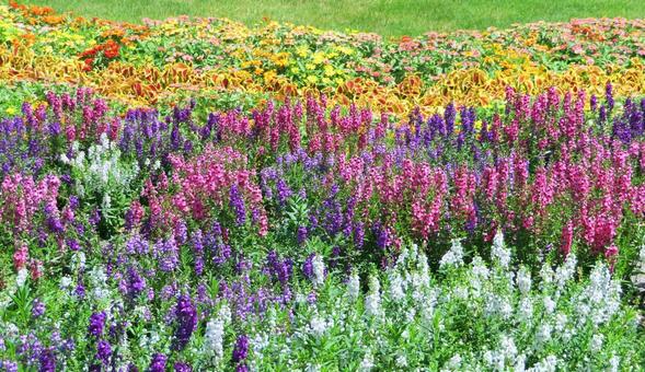 Photo, flower bed, summer, flower, 