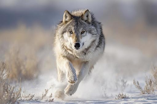 獲物を追うオオカミの目 獲物を追うオオカミの目の写真