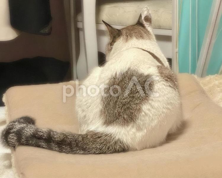 シャムミックス猫さまのおしり 猫,シャムトラ,微睡むの写真素材