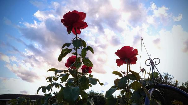 秋空に薔薇のシルエット 秋空に薔薇のシルエットの写真