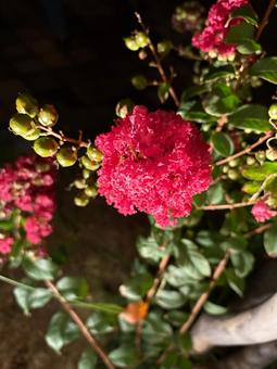 夜に咲く百日紅 夜に咲く百日紅の写真