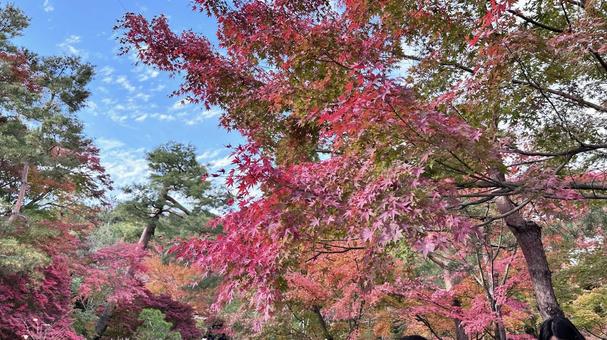 京都嵐山のもみじ14 京都嵐山のもみじ14 もみじ,京都,京都府の写真素材