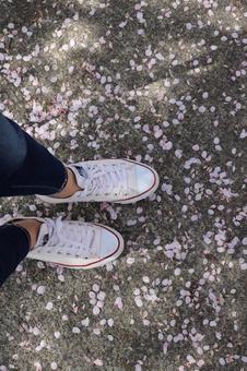 桜 桜の写真