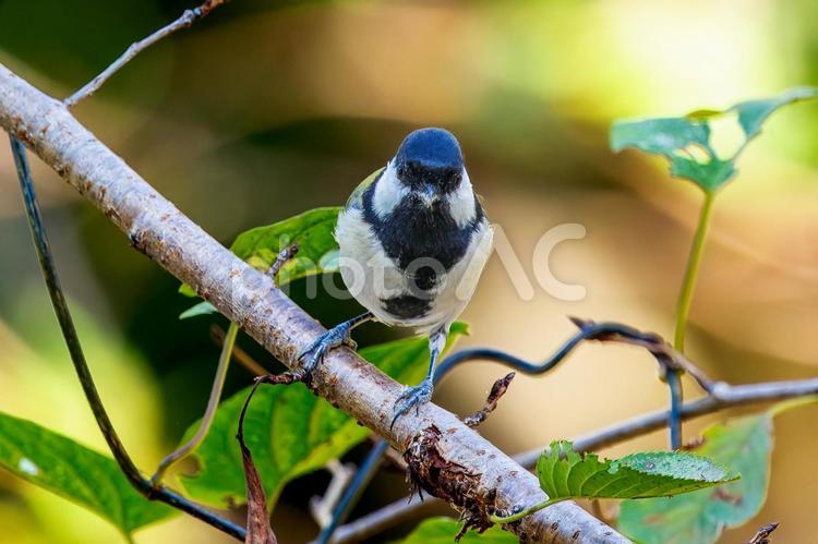 枝にとまるシジュウカラ シジュウカラ,野鳥,鳥の写真素材