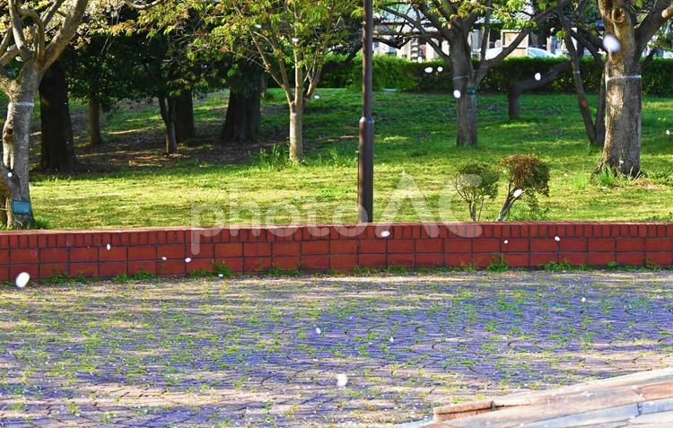 桜の花びらが舞う 桜,花びら,地面の写真素材