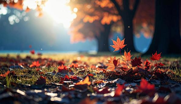 落葉した赤い紅葉いっぱいの地面 落葉した赤い紅葉いっぱいの地面の写真