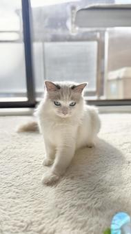 ラグドールの子猫 猫,ペット,かわいいの写真素材