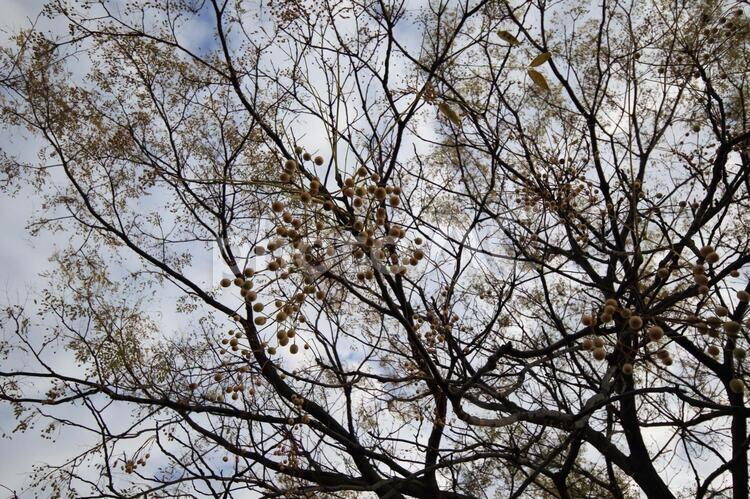 樹木 植物,余白,ガーデニングの写真素材