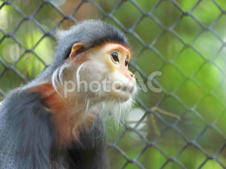 アカアシドウクラングール、ズーラシア 猿,野生,檻の中の写真素材