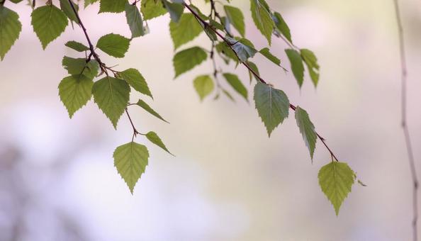 美しい木の枝のバックグラウンド。の写真