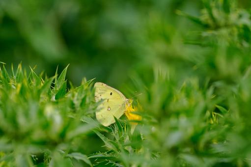 Monad butterfly (39), JPG